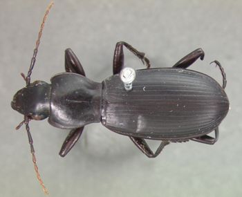 Media type: image;   Entomology 5609 Aspect: habitus dorsal view